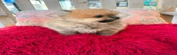 Pomerania perros en venta: Pomerania toy  - Anuncio 2