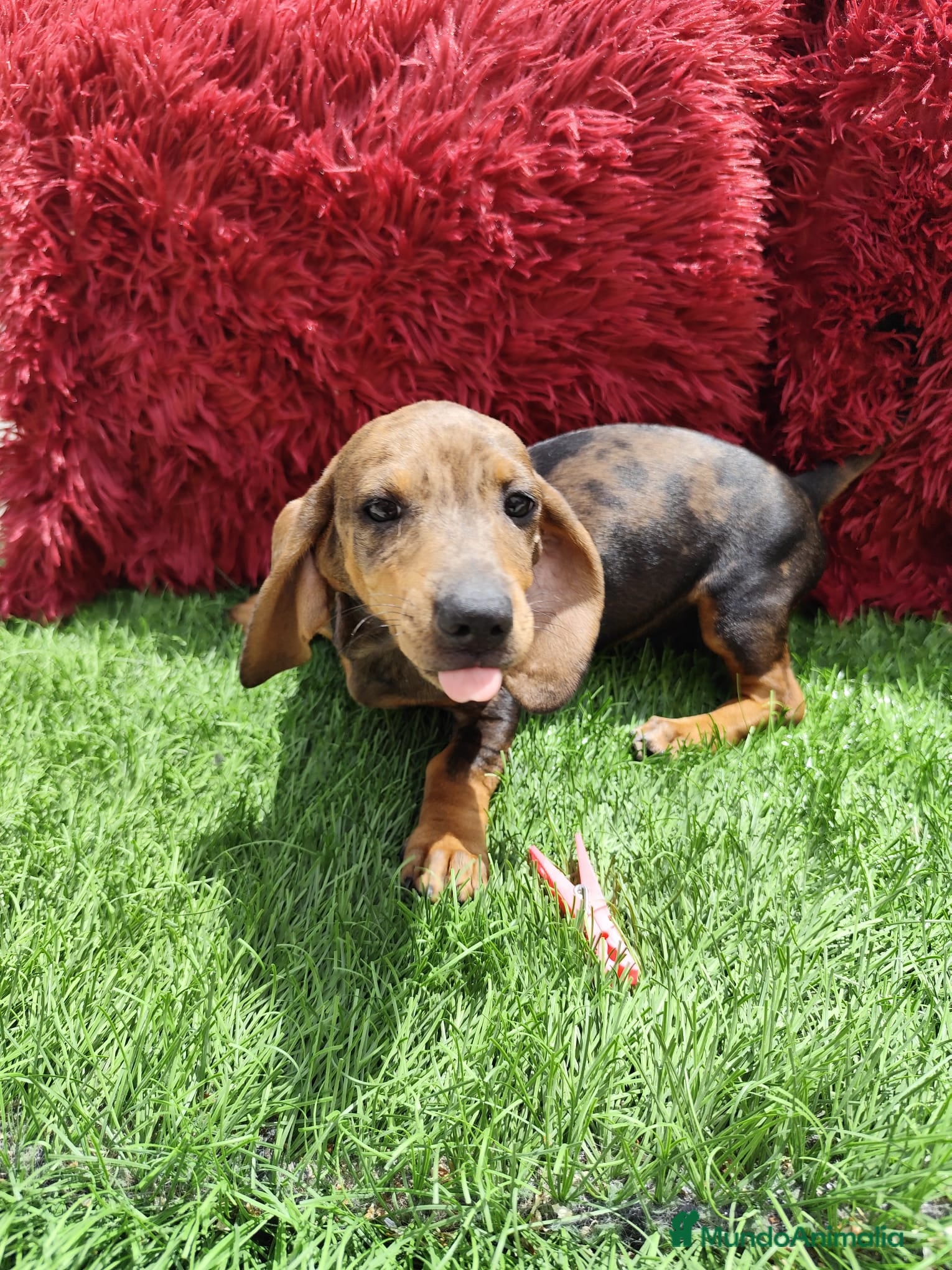 Teckel Miniatura perros en venta: Teckel Miniatura merle en Alicante - Anuncio 18