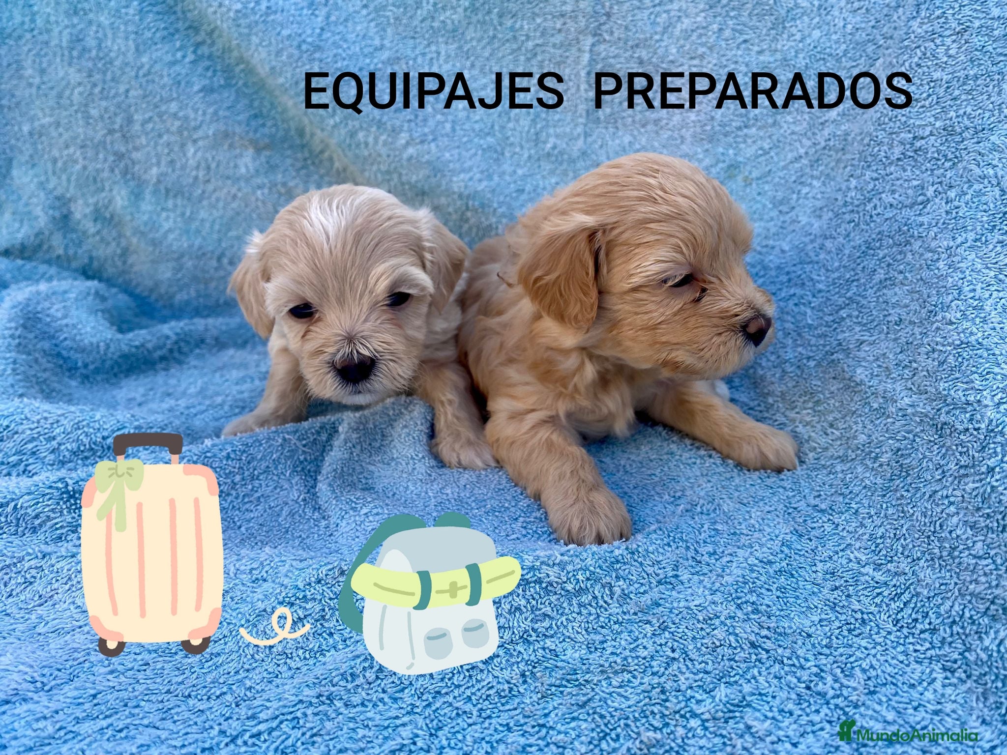 Maltipoo perros MALTIPOOS - Anuncio 3