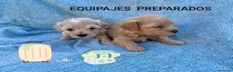 Maltipoo perros en venta: MALTIPOOS - Anuncio 1