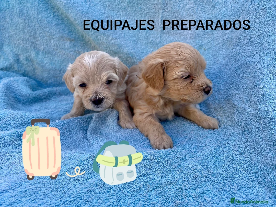 Maltipoo perros en venta: MALTIPOOS - Anuncio 1