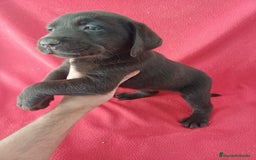 Labrador Retriever perros en venta: Labrador Retriever Chocolate  - Imagen 2