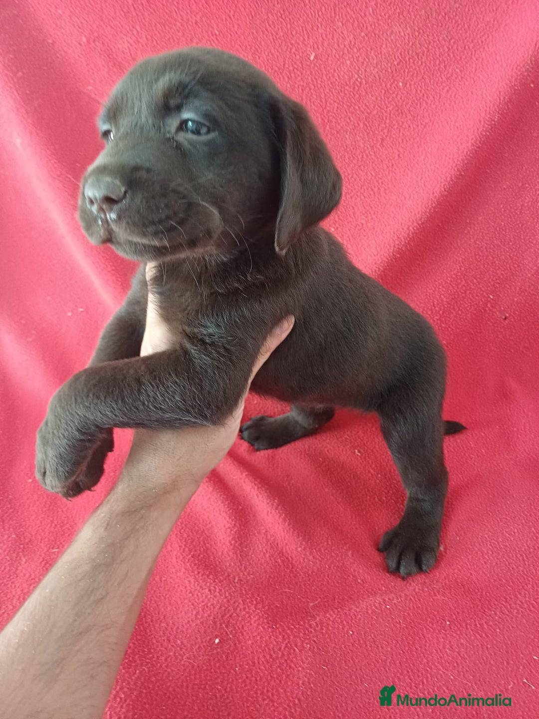 Labrador Retriever perros en venta: Labrador Retriever Chocolate  - Imagen 2