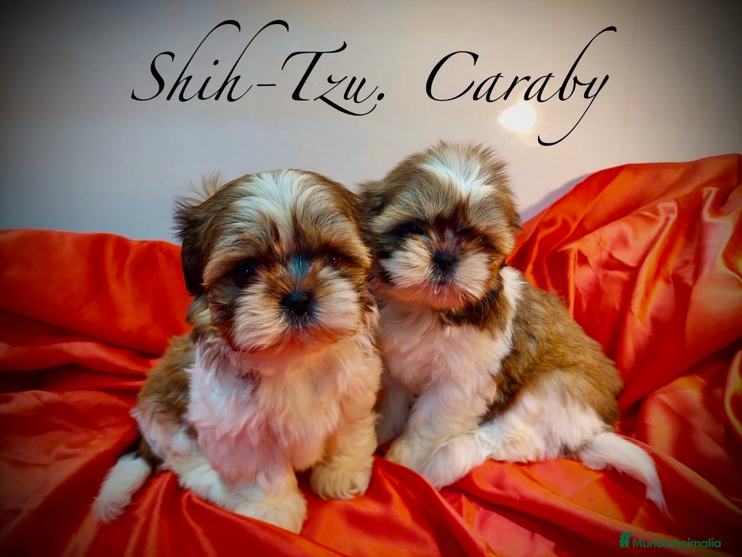 Shih Tzu perros en venta:  Shih-Tzu En Caraby Benidorm  en Alicante - Anuncio 2
