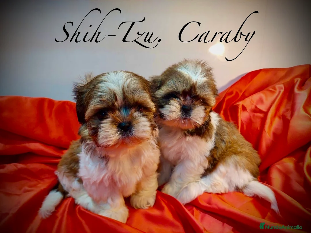 Shih Tzu perros en venta:  Shih-Tzu En Caraby Benidorm  en Alicante - Anuncio 2