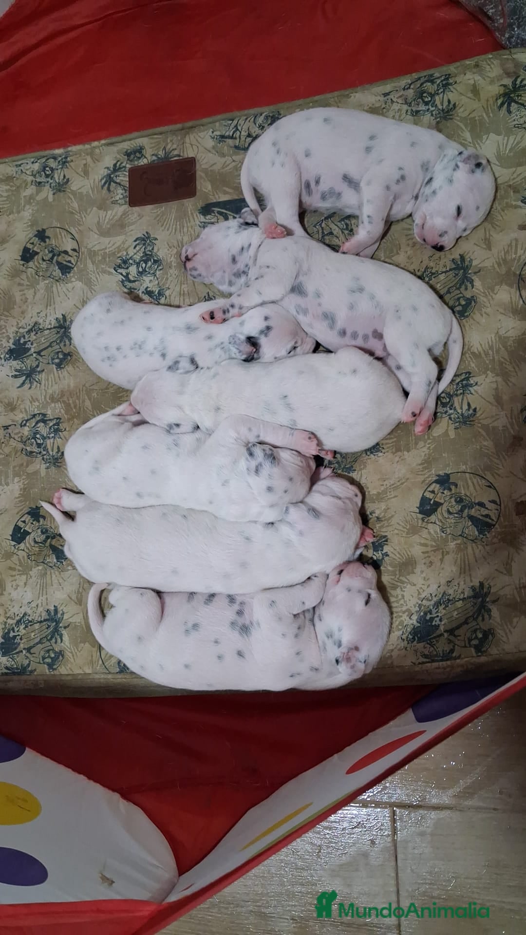 Dálmata perros Dalmata disponibles 🐾🐶 - Anuncio 17