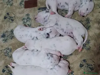Dálmata perros Dalmata disponibles 🐾🐶 - Anuncio 15