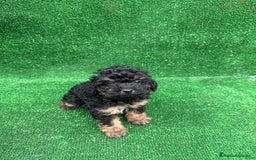 Caniche Toy perros en venta: CANICHE PHANTOM TOY - Anuncio 3
