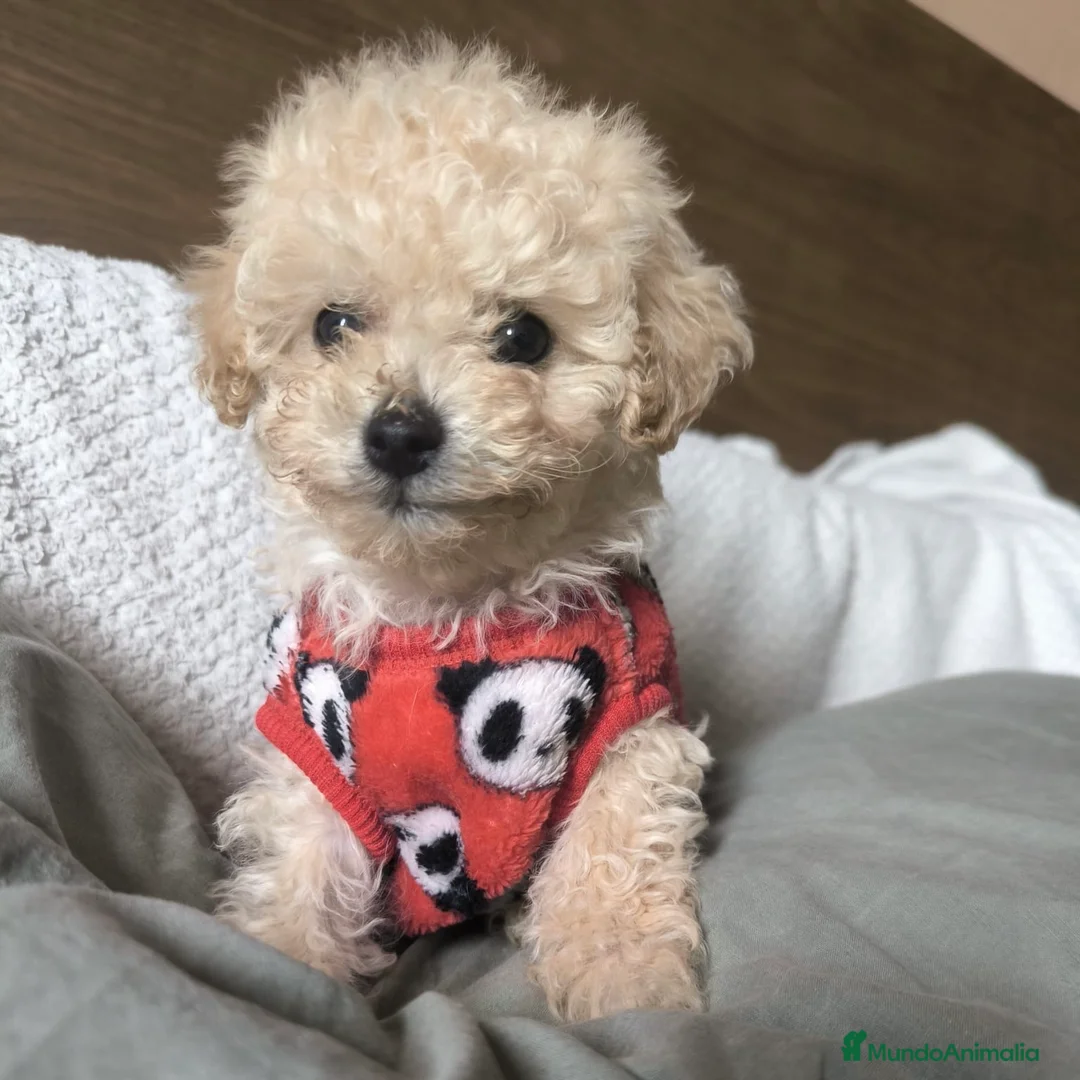 Caniche Enano perros en venta: Caniche Apricot MiniToy - Anuncio 2