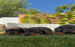 Teckel Miniatura perros en venta: TECKEL MINIATURA - Imagen 13