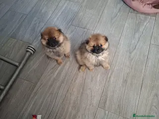 Pomerania perros Cachorros pomerania - Anuncio 1
