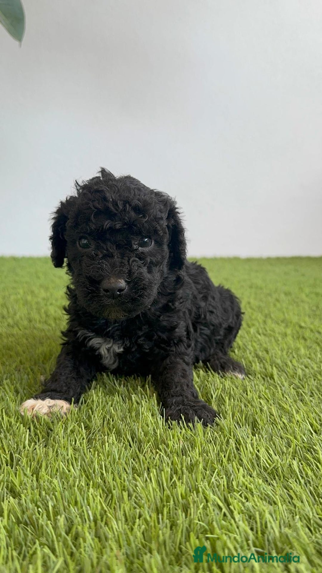 Perro de Agua Español perros en venta: PERRO DE AGUA ESPAÑOL HEMBRA - Imagen 2