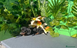 Teckel perros en venta: Excelente cachorro Teckel  - Imagen 1