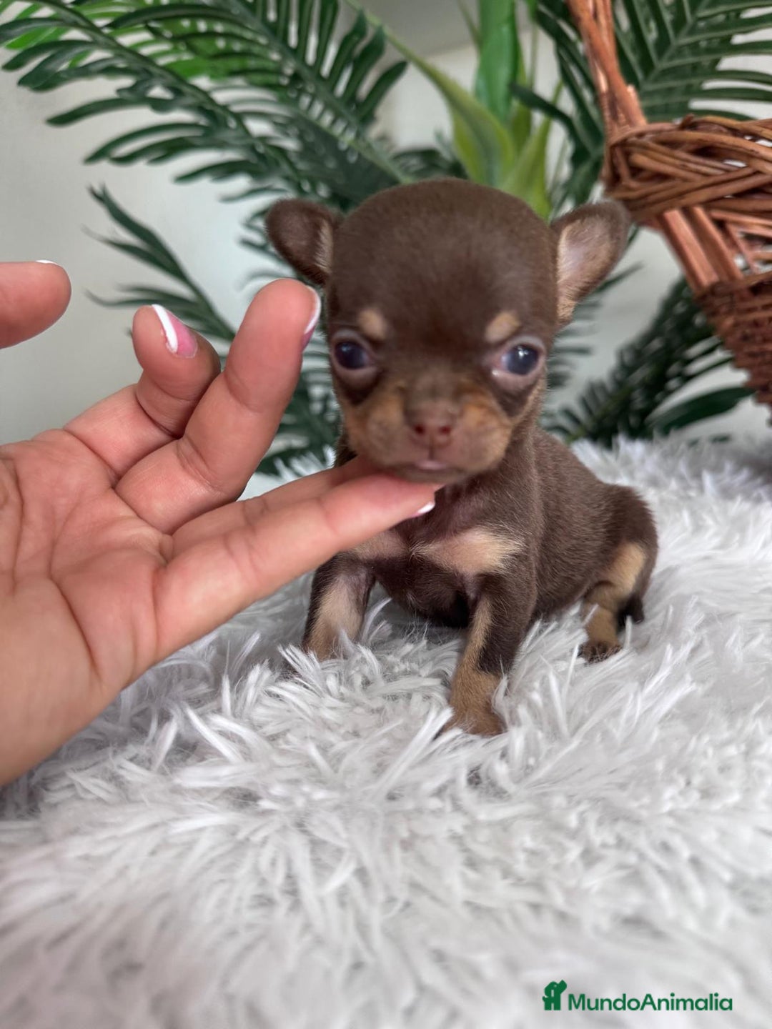 Chihuahua perros en venta: CHIHUAHUA MACHO CHOCOLATE  - Imagen 8