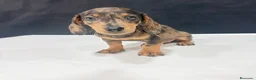Teckel Miniatura perros en venta: Teckel Miniatura  - Anuncio 12
