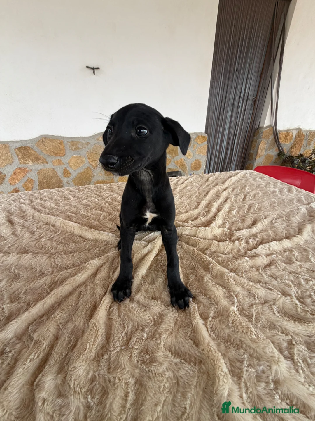 Galgo Español perros en venta: Galgo español  - Anuncio 1