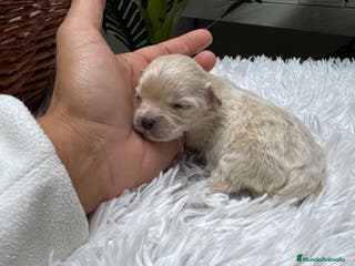 Maltipoo perros MALTIPOO HEMBRA - Anuncio 5