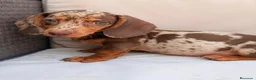 Teckel Miniatura perros en venta: TECKEL MINIATURA ARLEQUIN CHOCOLATE  - Anuncio 4