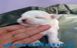 Bichón Maltés perros en venta: Bichon Maltes Macho 1 AQUANATURA - Imagen 3