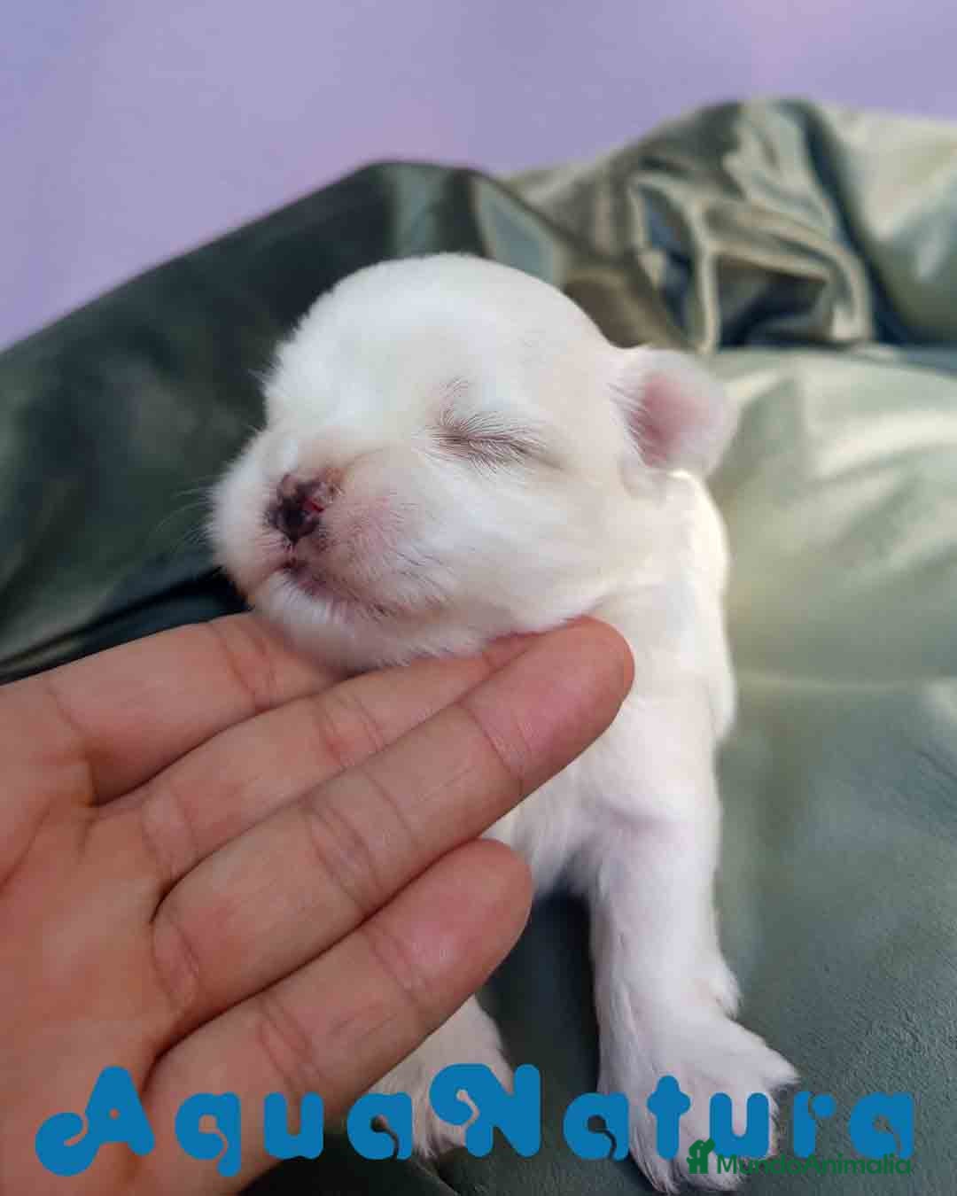 Bichón Maltés perros en venta: Bichon Maltes Macho 1 AQUANATURA - Anuncio 3