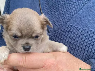 Chihuahua perros Chihuahuas machitos exoticos - Anuncio 3