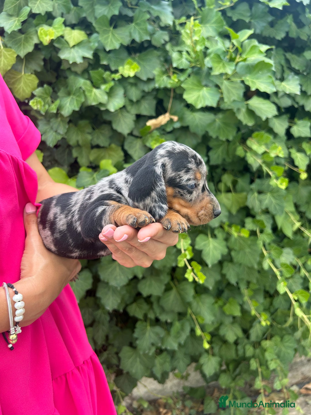 Teckel Miniatura perros en venta: teckel arlequin negro y fuego  - Imagen 2