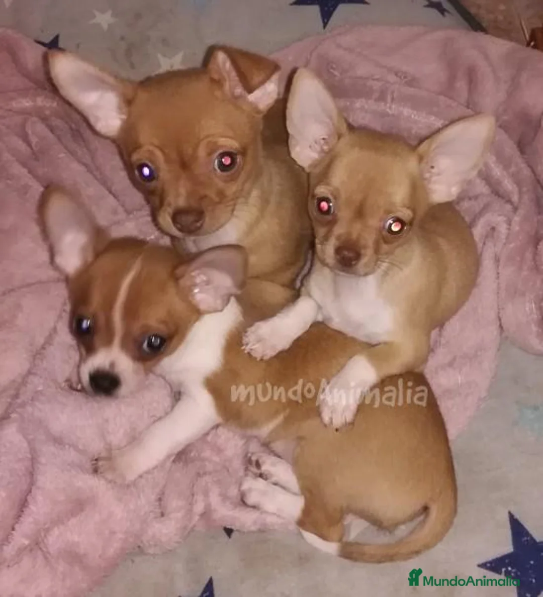 Imagen de galería {{count}}