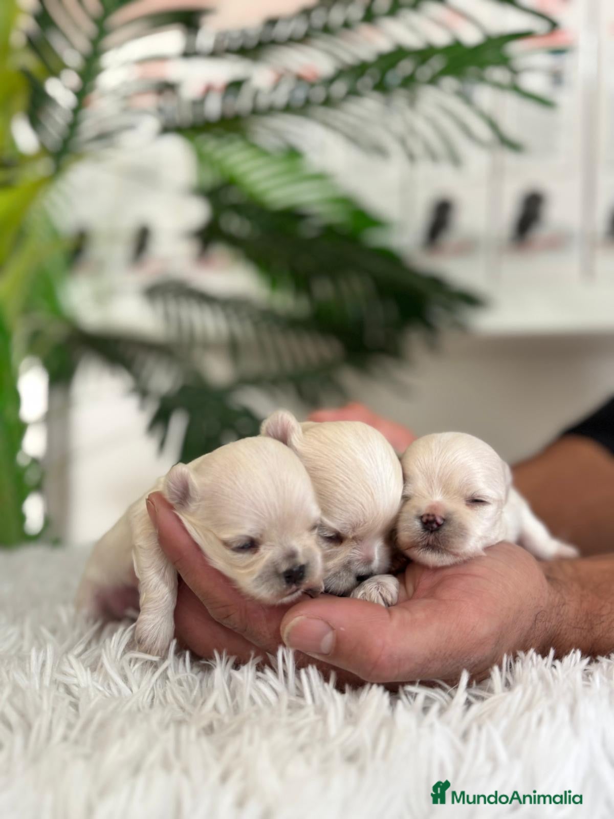 Bichón Maltés perros BICHÓN MALTÉS 100x100 COREANO - Anuncio 2