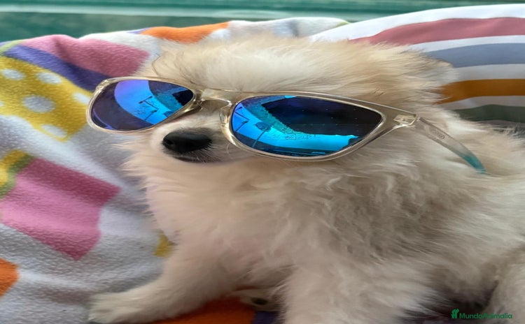 Pomerania perros - Anuncio 1