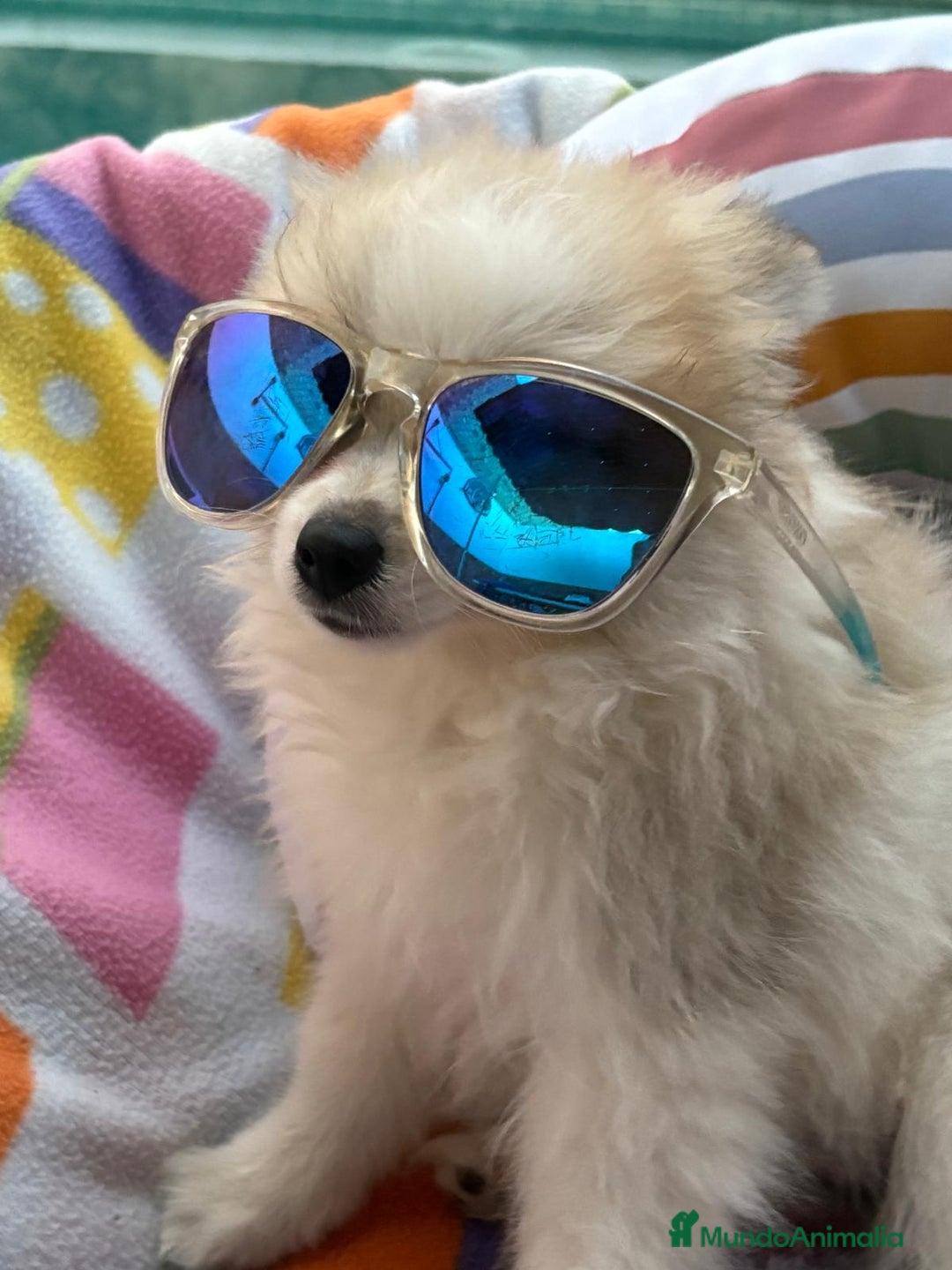 Pomerania perros en venta: Preciosa pomerania hembra - Imagen 1