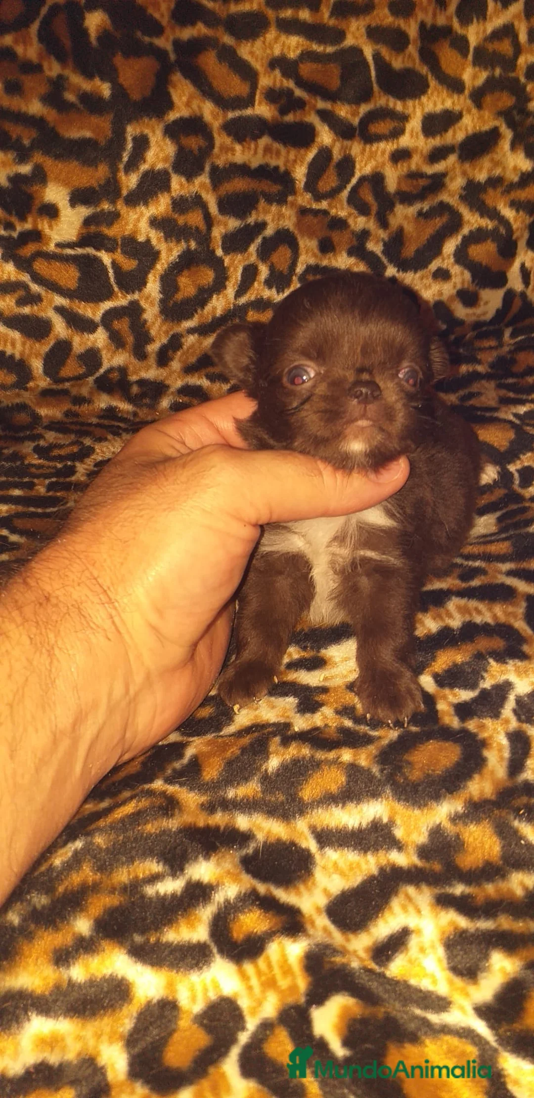 Chihuahua perros en venta: Chihuahuas de pelo largo  - Anuncio 1