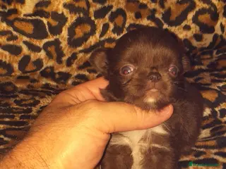 Chihuahua perros Chihuahuas de pelo largo - Anuncio 40