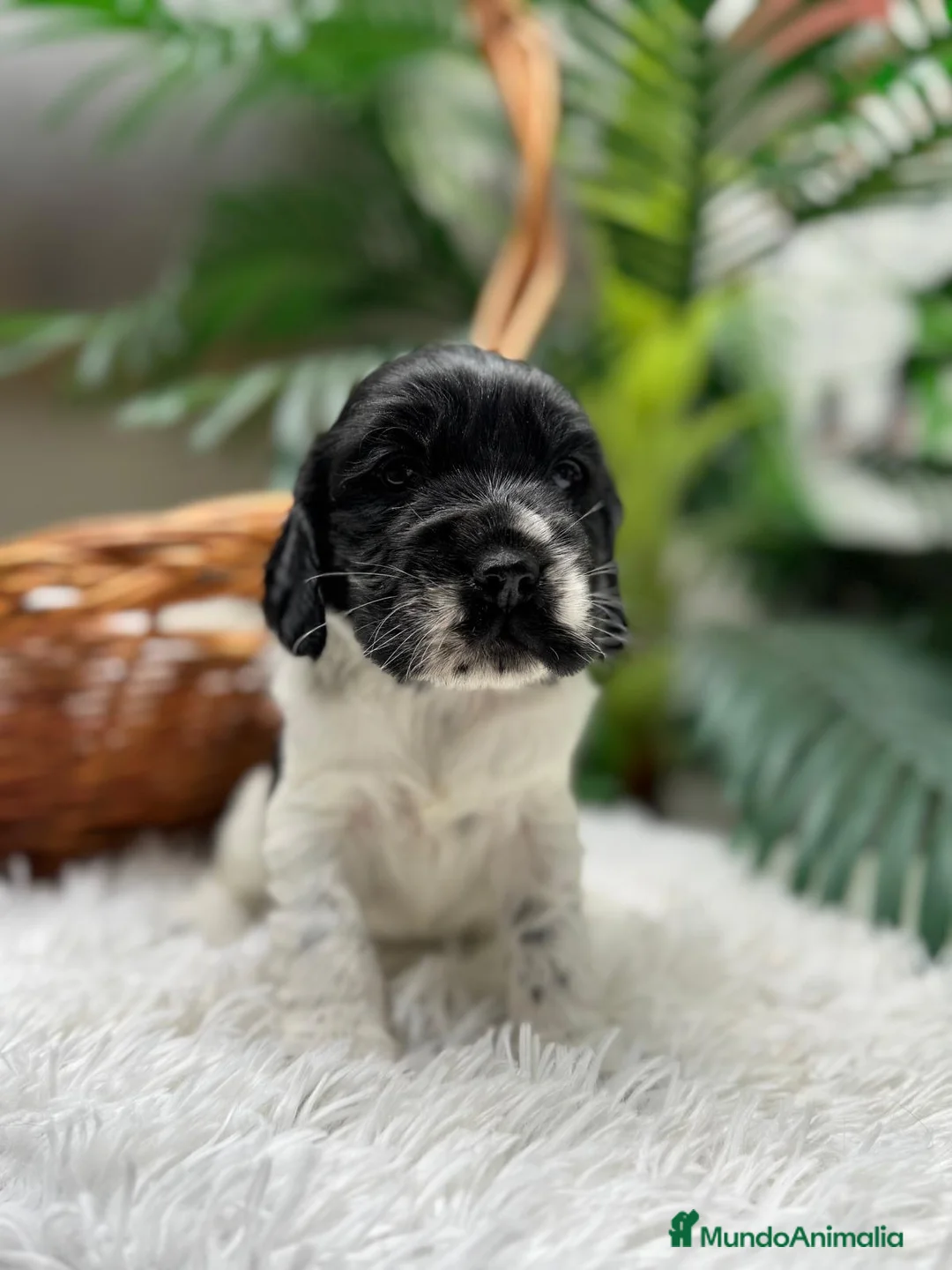 Cocker Spaniel Inglés perros en venta: COCKER SPANIEL INGLES - Anuncio 8