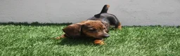 Teckel Miniatura perros en venta: Teckel Miniatura  - Anuncio 8
