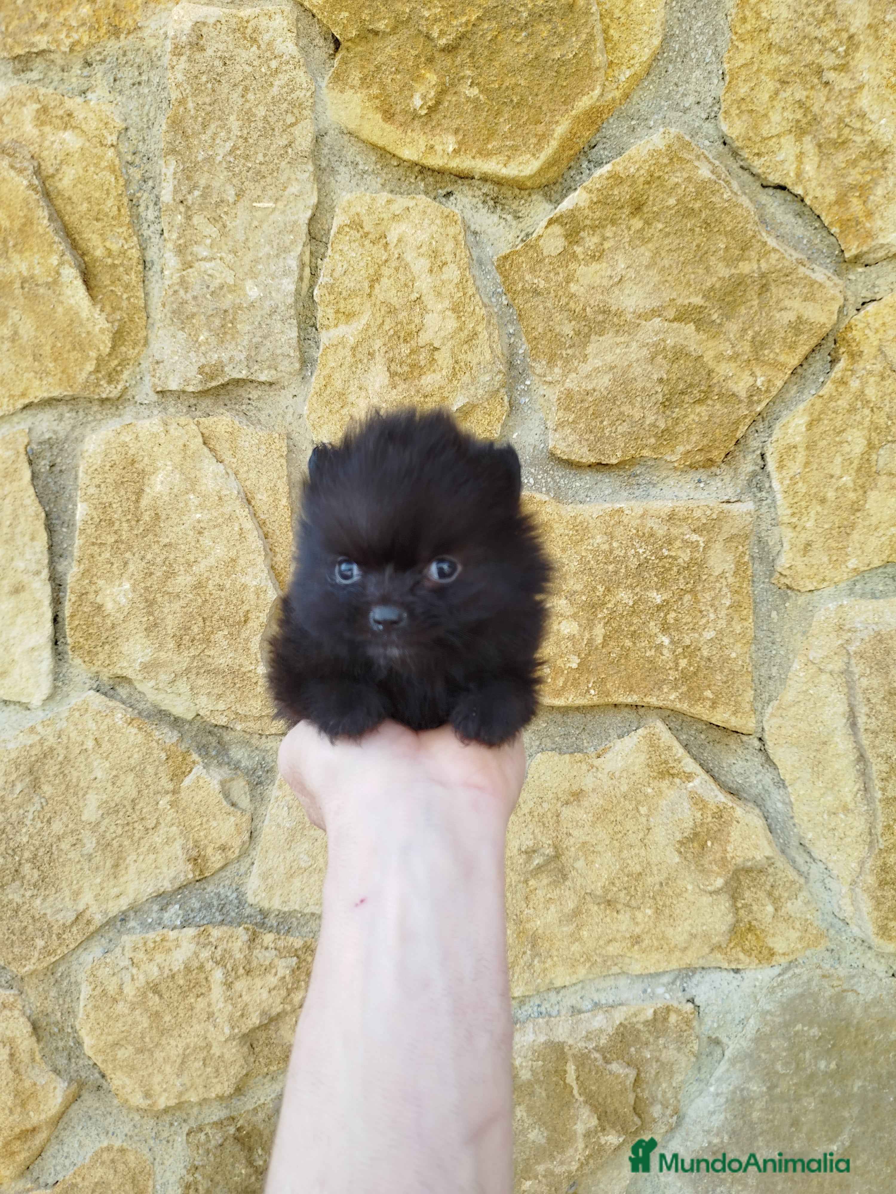 Pomerania perros Pomeranias toy  - Anuncio 2