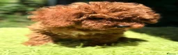 Cavapoo perros en venta: CAVAPOO ROJO - Anuncio 7
