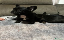 Bulldog Francés perros en venta: Bulldog francés  - Imagen 7