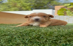 Maltipoo perros en venta: MALTIPOO - Imagen 9