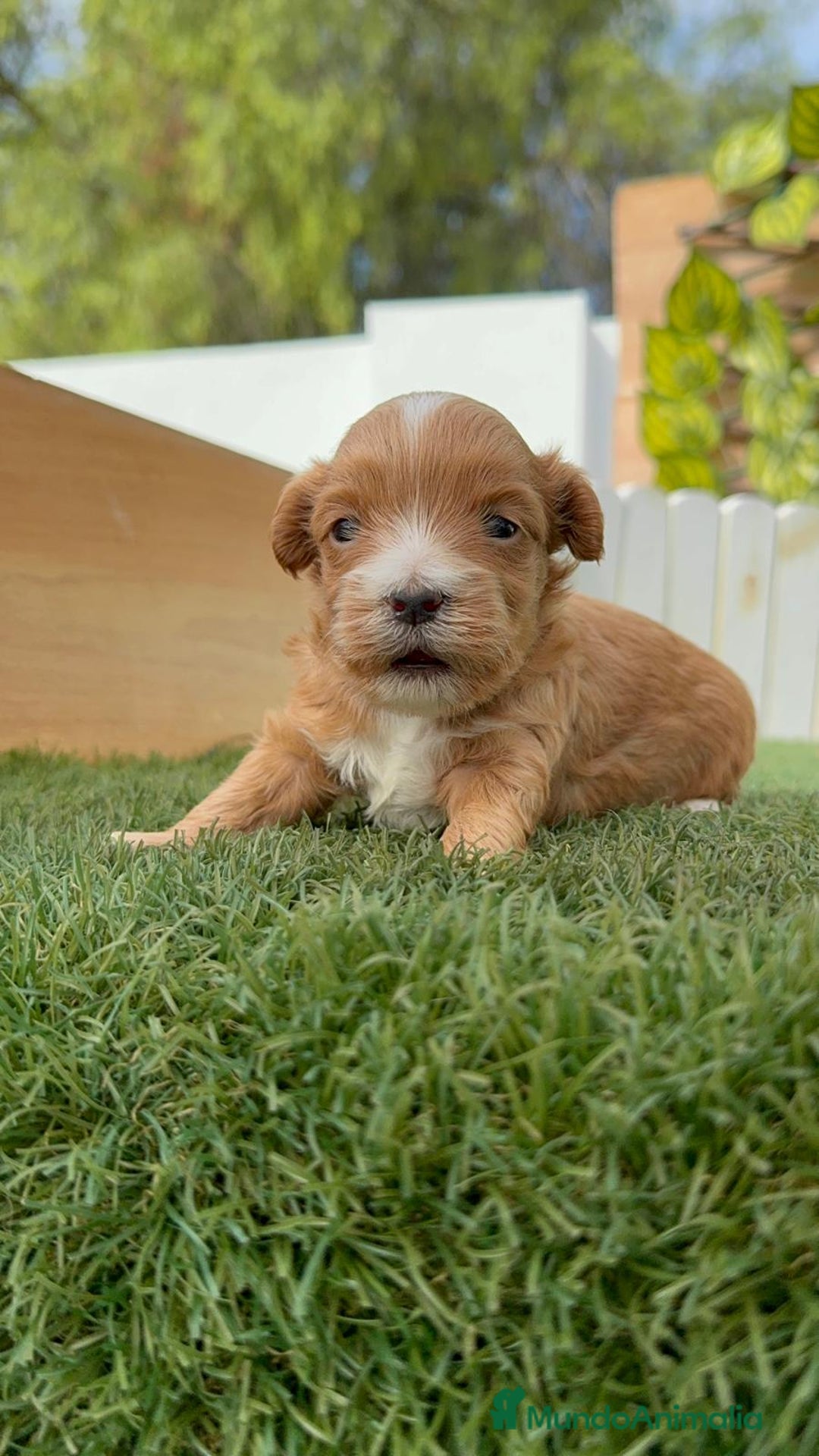 Maltipoo perros en venta: MALTIPOO - Imagen 9