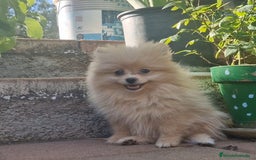 Pomerania perros en venta: Pomerania 50% línea rusa - Imagen 5
