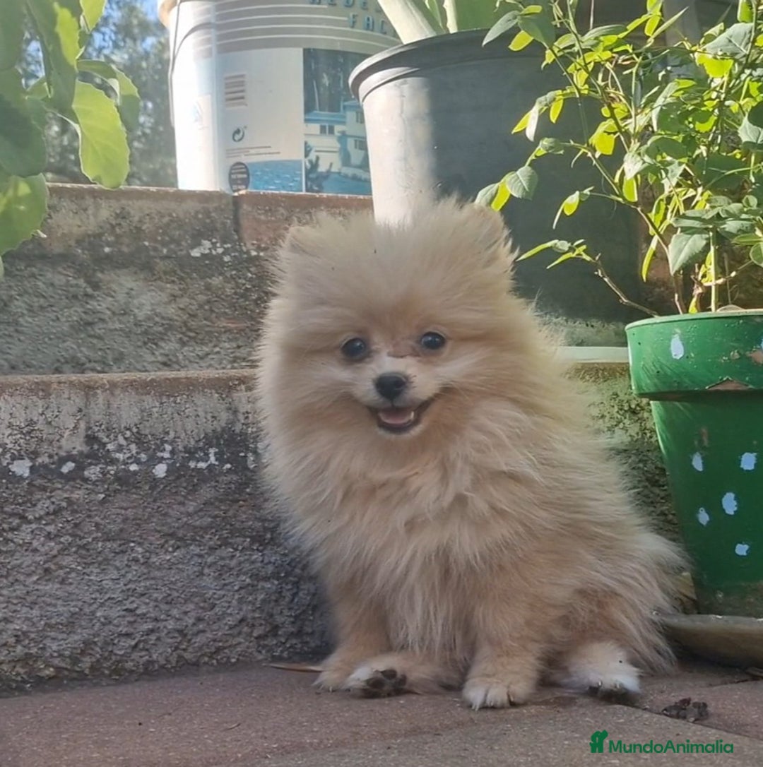 Pomerania perros en venta: Pomerania 50% línea rusa - Imagen 5