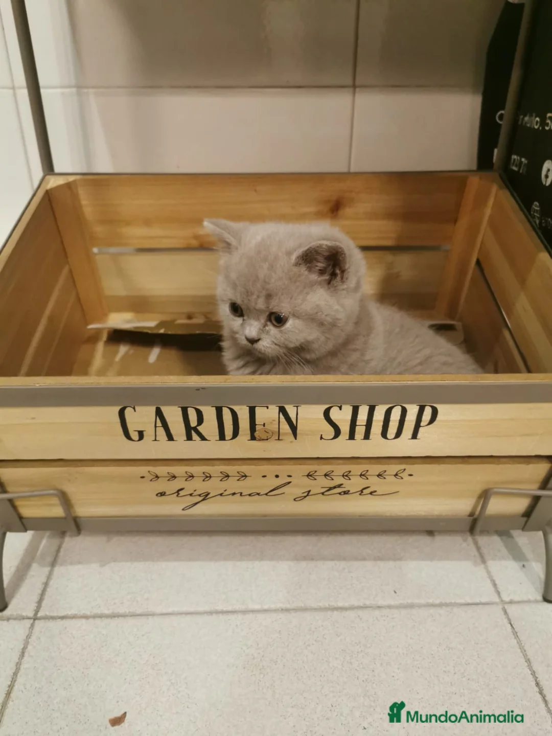Británico de Pelo Corto Azul gatos en venta: Gatitos British - Anuncio 2