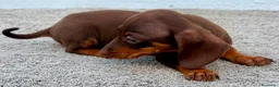 Teckel Miniatura perros en venta: Teckel chocolate kaninchen  - Anuncio 5