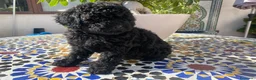 Caniche Toy perros en venta: Caniche Toy - Anuncio 7