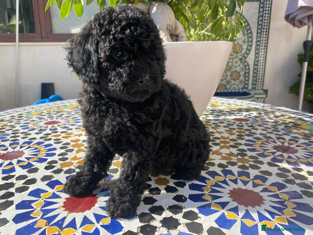 Caniche Toy perros en venta: Caniche Toy - Anuncio 7