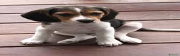 Beagle perros en venta: Camada de Beagle disponible para visitas 🐾🐶 - Anuncio 6