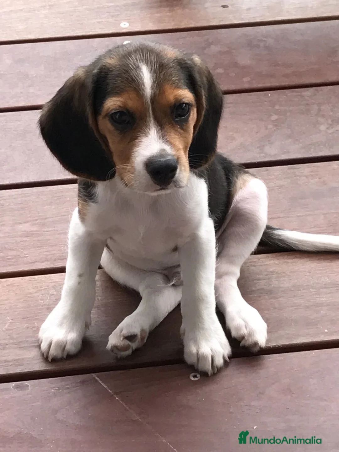 Beagle perros en venta: Camada de Beagle disponible para visitas 🐾🐶 - Anuncio 6