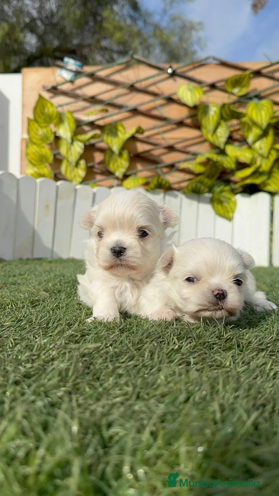 Bichón Maltés perros en venta: BICHÓN MALTÉS COREANO - Anuncio 9