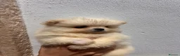 Pomerania perros en venta: Pomeranias 628789235 - Anuncio 3
