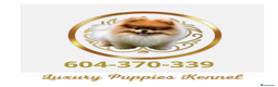 Pomerania perros en venta: Pomeranias TEA CUP - Anuncio 5